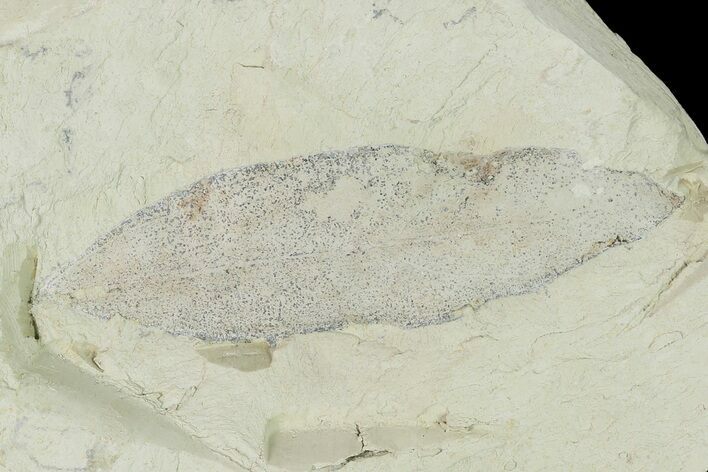 Miocene Fossil Leaf (Cinnamomum) - Augsburg, Germany #139265